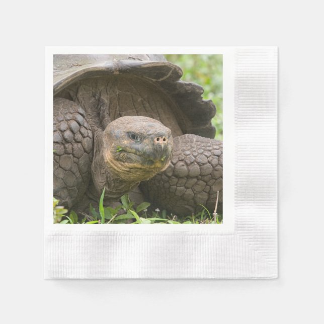 Giant turtle napkins (Front)