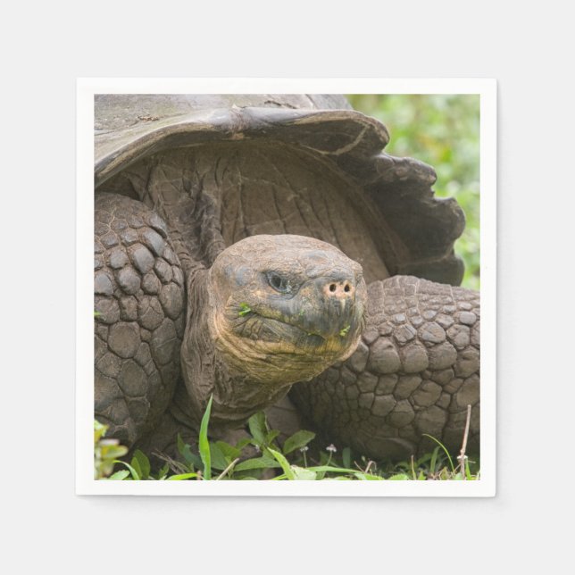 Giant turtle napkins (Front)