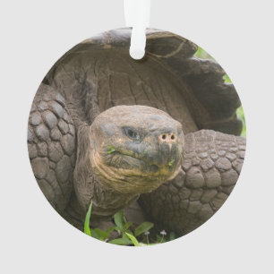 Giant turtle ornament