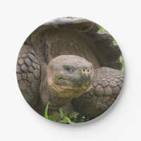 Giant turtle