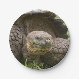 Giant turtle paper plates