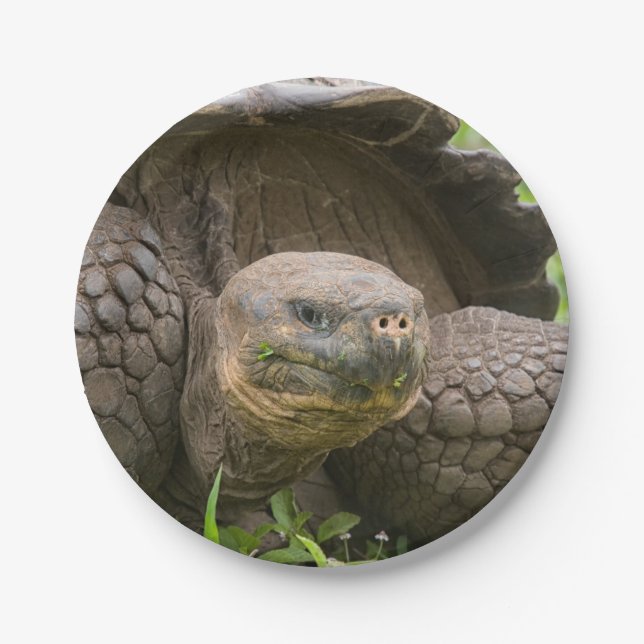 Giant turtle paper plates (Front)
