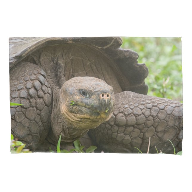 Giant turtle pillow case (Front)