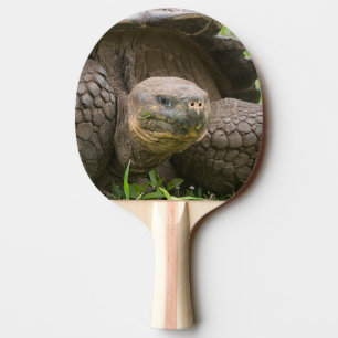 Giant turtle ping pong paddle