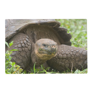 Giant turtle placemat