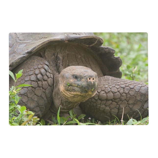 Giant turtle placemat (Back)