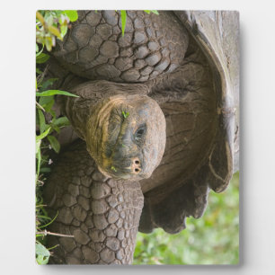 Giant turtle plaque
