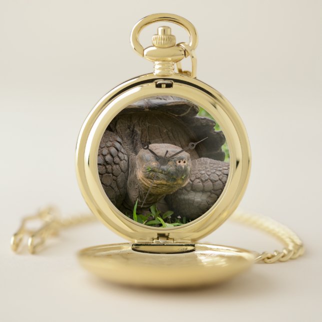 Giant turtle pocket watch (Inside)