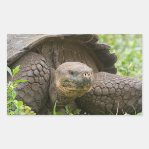 Giant turtle rectangular sticker