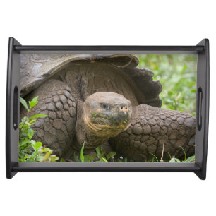 Giant turtle serving tray