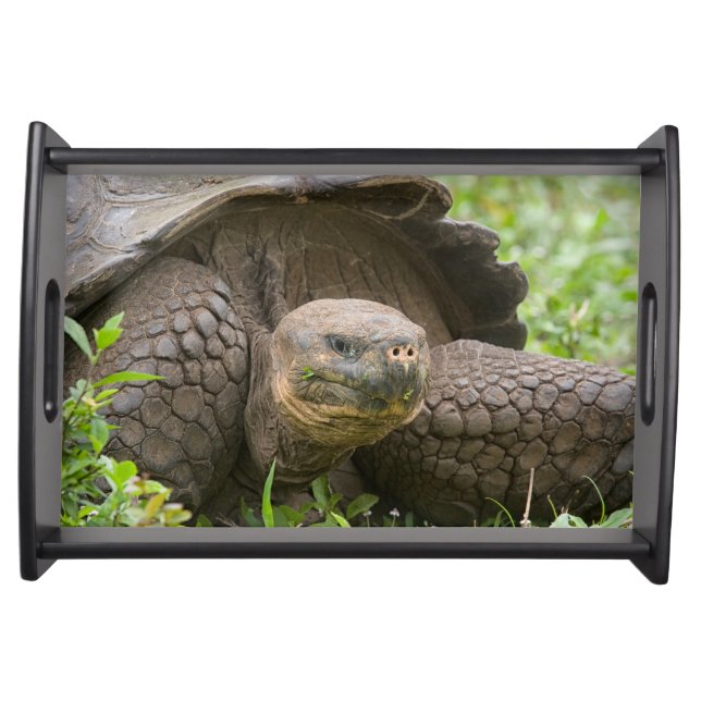 Giant turtle serving tray (Front)