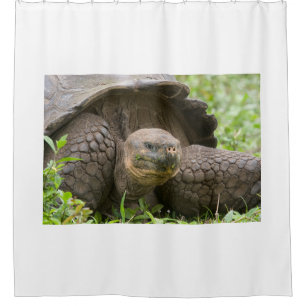 Giant turtle shower curtain