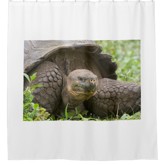 Giant turtle shower curtain (Front)