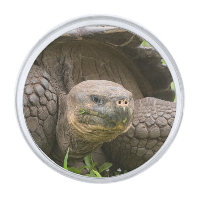 Giant turtle silver finish lapel pin (Front)