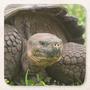Giant turtle square paper coaster