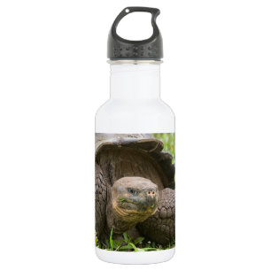 Giant turtle stainless steel water bottle