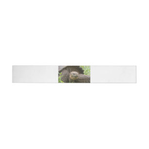 Giant turtle wrap around address label