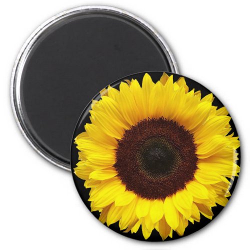 Giant Yellow Garden Sunflower on Black Background Magnet