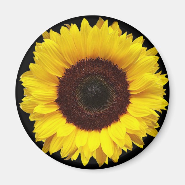 Giant Yellow Garden Sunflower on Black Background Magnet (Front)