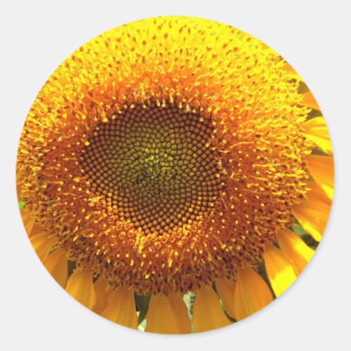 Giant yellow mammoth Sunflower Classic Round Sticker
