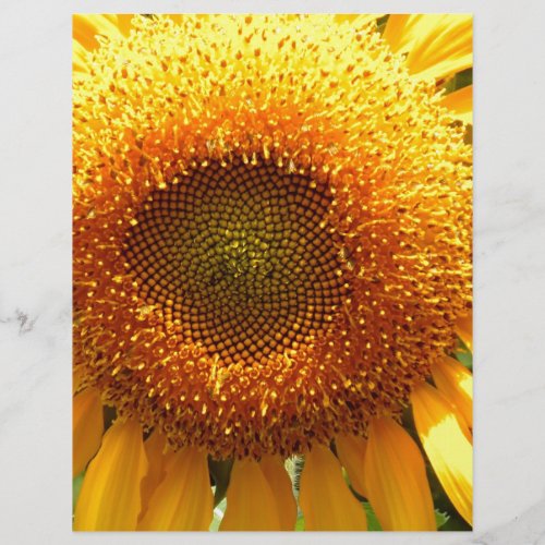 Giant yellow mammoth sunflower photo