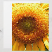 Giant yellow mammoth sunflower photo (Front/Back)