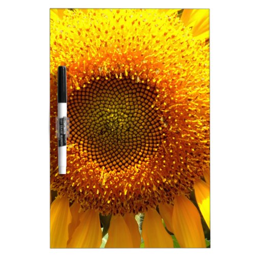 Giant yellow mammoth sunflower photo Dry_Erase board