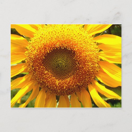 Giant yellow mammoth sunflower photo postcard