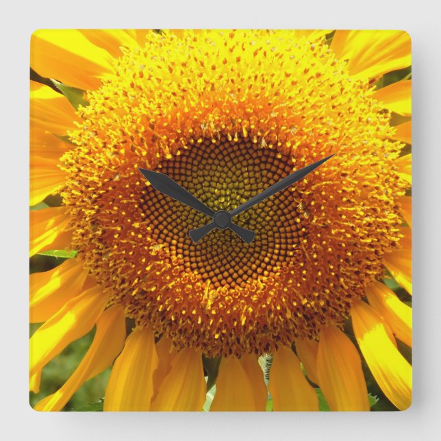 Giant yellow mammoth sunflower photo square wall clock (Front)