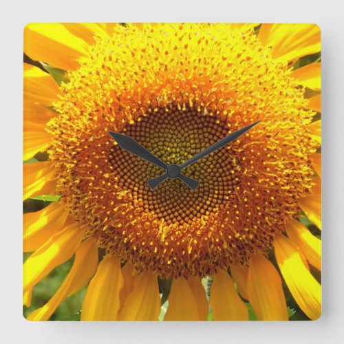 Giant yellow mammoth sunflower photo square wall clock