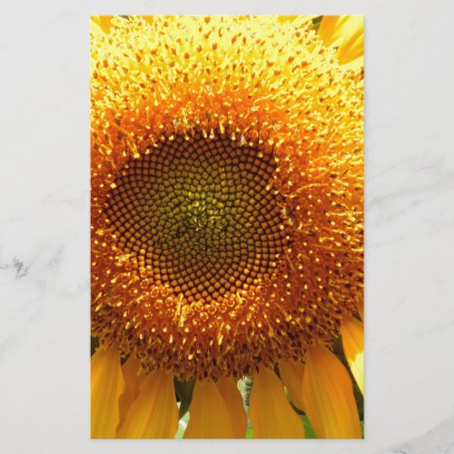 Giant yellow mammoth sunflower photo stationery