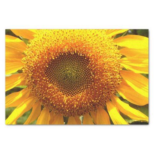 Giant yellow mammoth sunflower photo tissue paper