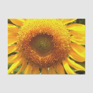 Giant yellow mammoth sunflower photo tissue paper
