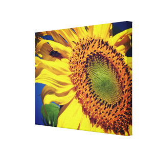 Giant Yellow Sunflower And Insect Friend  Canvas Print