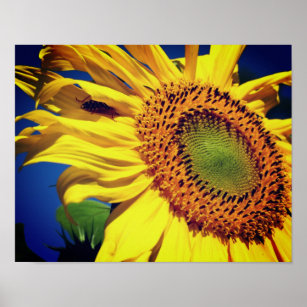 Giant Yellow Sunflower And Insect Friend  Poster