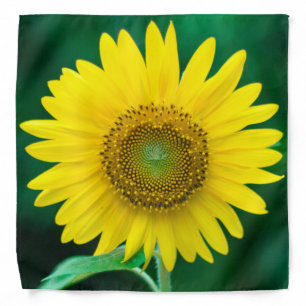 Giant Yellow Sunflower in Summer Garden Bandana