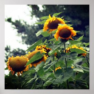 Giant Yellow Sunflowers  Poster