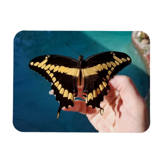 Giant Yellow Swallowtail Butterfly  Magnet (Horizontal)
