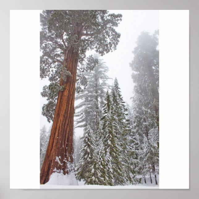 Giants II Poster (Front)