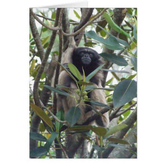 Gibbon Cards (Front)