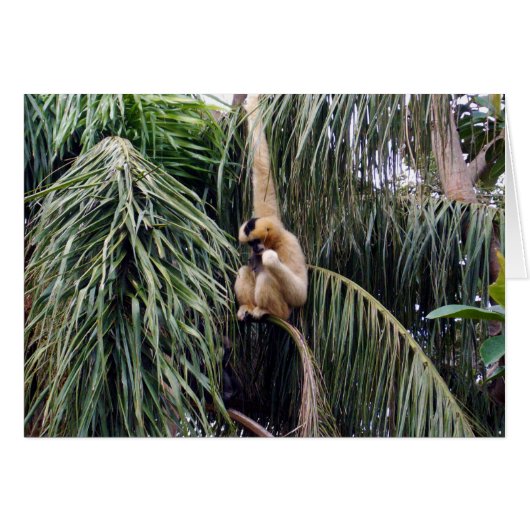 Gibbon Just Hanging Around, (Front Horizontal)