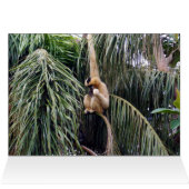 Gibbon Just Hanging Around, (Inside Horizontal (Top))