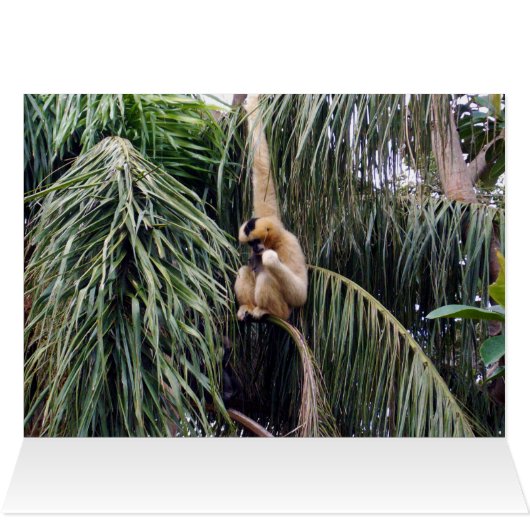 Gibbon Just Hanging Around, (Inside Horizontal (Top))