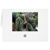 Gibbon Just Hanging Around, (Back Horizontal)