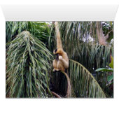 Gibbon Just Hanging Around, (Inside Horizontal (Bottom))
