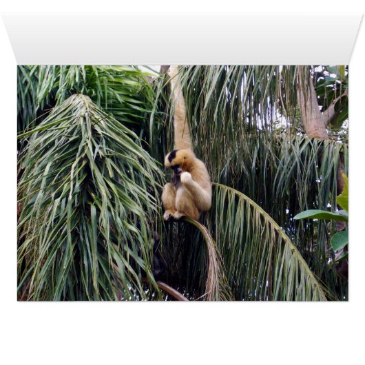 Gibbon Just Hanging Around, (Inside Horizontal (Bottom))