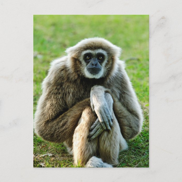 Gibbon, Let's talk about the meaning of life... Postcard | Zazzle.com