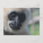 Gibbon Postcard