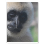 Gibbon Temporary Tattoos
