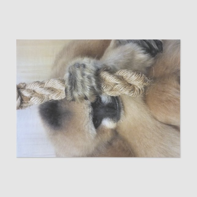 GIBBON TISSUE PAPER (Front)